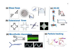 Dynamics of flexible fibers in viscous flows and fluids