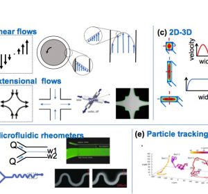 Dynamics of flexible fibers in viscous flows and fluids