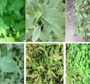 Classification of Grape Leaves using KNN and SVM Classifiers