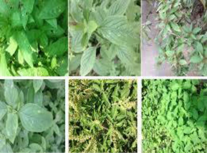 Classification of Grape Leaves using KNN and SVM Classifiers