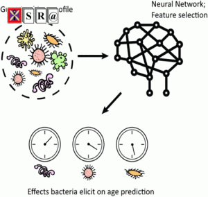 Human microbiome aging clocks based on deep learning and tandem of permutation feature importance and accumulated local effects