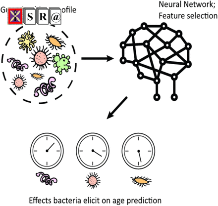 Human microbiome aging clocks based on deep learning and tandem of permutation feature importance and accumulated local effects